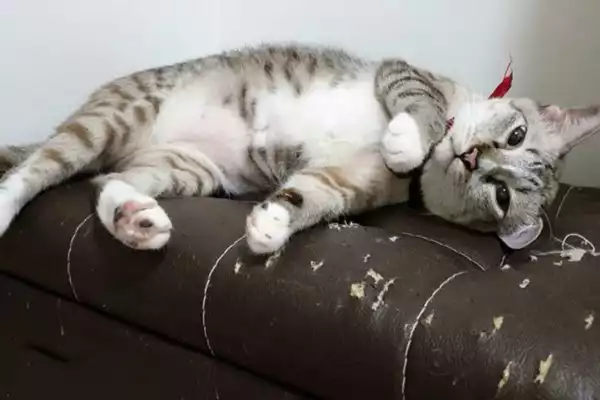 Mèo nằm trên sofa vải trong phòng khách