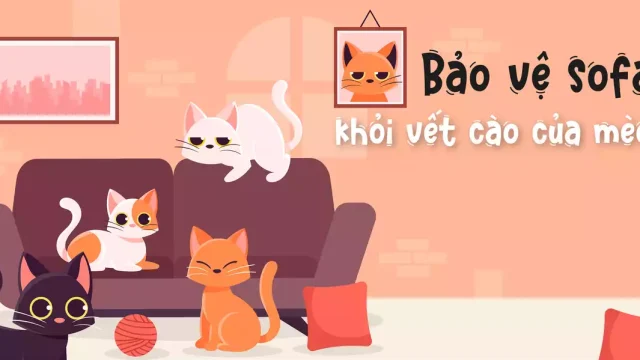 Bảo vệ sofa khỏi vết cào của chó mèo: cách nào thật sự hiệu quả